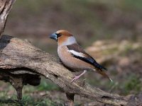 Coccothraustes coccothraustes 173, Appelvink, Saxifraga-Luuk Vermeer