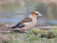 Coccothraustes coccothraustes 177, Appelvink, Saxifraga-Luuk Vermeer