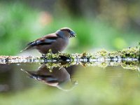 Coccothraustes coccothraustes 186, Appelvink, Saxifraga-Luuk Vermeer