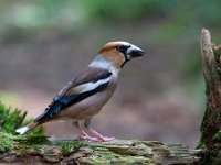 Coccothraustes coccothraustes 188, Appelvink, Saxifraga-Luuk Vermeer