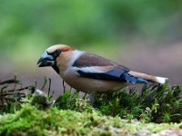 Coccothraustes coccothraustes 189, Appelvink, Saxifraga-Luuk Vermeer