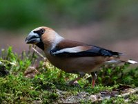 Coccothraustes coccothraustes 190, Appelvink, Saxifraga-Luuk Vermeer