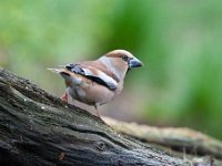 Coccothraustes coccothraustes 191, Appelvink, Saxifraga-Luuk Vermeer