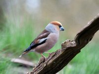 Coccothraustes coccothraustes 193, Appelvink, Saxifraga-Luuk Vermeer