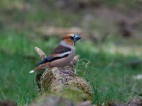 Coccothraustes coccothraustes 198, Appelvink, Saxifraga-Luuk Vermeer