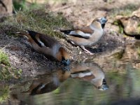 Coccothraustes coccothraustes 200, Appelvink, Saxifraga-Luuk Vermeer