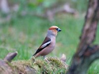 Coccothraustes coccothraustes 206, Appelvink, Saxifraga-Luuk Vermeer