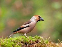 Coccothraustes coccothraustes 207, Appelvink, Saxifraga-Luuk Vermeer