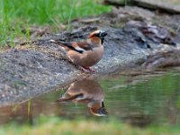 Coccothraustes coccothraustes 210, Appelvink, Saxifraga-Luuk Vermeer