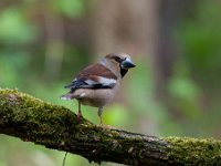 Coccothraustes coccothraustes 213, Appelvink, Saxifraga-Luuk Vermeer