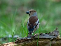 Coccothraustes coccothraustes 214, Appelvink, Saxifraga-Luuk Vermeer