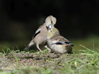 Coccothraustes coccothraustes 218, Appelvink, Saxifraga-Luuk Vermeer