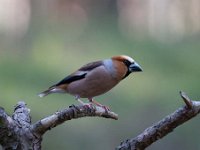 Coccothraustes coccothraustes 220, Appelvink, Saxifraga-Luuk Vermeer