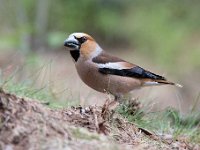 Coccothraustes coccothraustes 221, Appelvink, Saxifraga-Luuk Vermeer