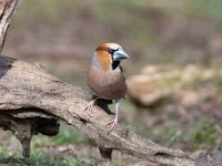 Coccothraustes coccothraustes 231, Appelvink, Saxifraga-Luuk Vermeer