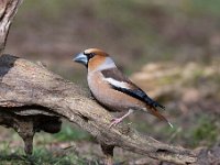 Coccothraustes coccothraustes 232, Appelvink, Saxifraga-Luuk Vermeer