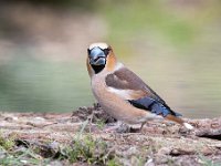 Coccothraustes coccothraustes 233, Appelvink, Saxifraga-Luuk Vermeer