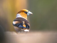 Hawfinch male bird foraging on blurred background  Hawfinch (Coccothraustes coccothraustes),male bird of this great colorful songbird, foraging on the ground on green blurred background, orange head with massive beak, scene from wild nature, wildlife in nature. Netherlands : Netherlands, Songbird, animal, appelvink, autumn, background, beak, beautiful, beauty, bird, birdwatching, branch, brown, closeup, coccothraustes, coccothraustes coccothraustes, color, colorful, common hawfinch, cute, environment, europe, european, fauna, feather, finch, forest, garden, garden birds, green, grey, hawfinch, male, natural, nature, ornithology, outdoor, park, perching, portrait, spring, summer, water, wild, wilderness, wildlife, wood
