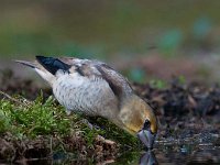 Coccothraustes coccothraustes 56, Appelvink, Saxifraga-Luuk Vermeer