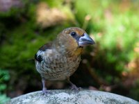 Coccothraustes coccothraustes 59, Appelvink, Saxifraga-Luuk Vermeer