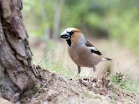 Coccothraustes coccothraustes 63, Appelvink, Saxifraga-Luuk Vermeer