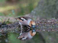 Coccothraustes coccothraustes 65, Appelvink, Saxifraga-Luuk Vermeer