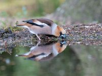 Coccothraustes coccothraustes 66, Appelvink, Saxifraga-Luuk Vermeer