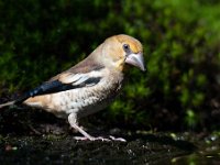 Coccothraustes coccothraustes 72, Appelvink, Saxifraga-Luuk Vermeer