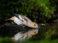 Coccothraustes coccothraustes 73, Appelvink, Saxifraga-Luuk Vermeer