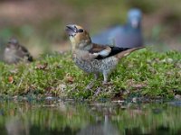 Coccothraustes coccothraustes 79, Appelvink, Saxifraga-Luuk Vermeer