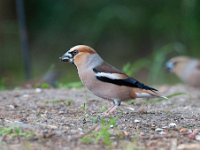 Coccothraustes coccothraustes 82, Appelvink, Saxifraga-Luuk Vermeer