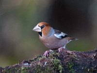 Coccothraustes coccothraustes 87, Appelvink, Saxifraga-Luuk Vermeer