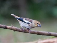 Coccothraustes coccothraustes 89, Appelvink, Saxifraga-Luuk Vermeer