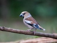 Coccothraustes coccothraustes 90, Appelvink, Saxifraga-Luuk Vermeer