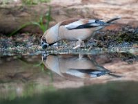 Coccothraustes coccothraustes 91, Appelvink, Saxifraga-Luuk Vermeer