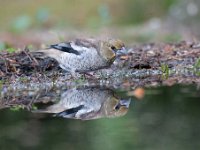 Coccothraustes coccothraustes 95, Appelvink, Saxifraga-Luuk Vermeer