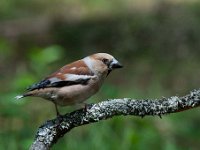 Coccothraustes coccothraustes 98, Appelvink, Saxifraga-Luuk Vermeer