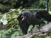 Coloeus monedula, Eurasian Jackdaw