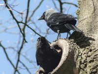 Coloeus monedula 109, Kauw, adult, Saxifraga-Theo Verstrael