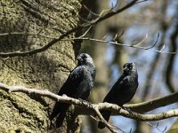 Coloeus monedula 11, Kauw, adult, Saxifraga-Theo Verstrael