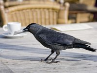 Kauw, Eurasian Jackdaw  Kauw, Eurasian Jackdaw : Friesland, Kauw, Natura 2000, Nederland, Schiermonnikoog, Wadden, Wadden sea, Waddeneiland, beschermd natuurgebied, black, chair, corvus monedula, crow, cup of coffee, eiland, jackdaw, koffiekopje, kopje, kraaiachtige, lente, mensen, people, spring, stadsnatuur, stoel, table, tafel, terras, the Netherlands, voorjaar, zwart