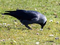 Coloeus monedula 91, Kauw, Saxifraga-Bart Vastenhouw
