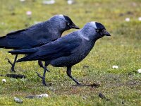 Coloeus monedula monedula 101, Noordse kauw, Saxifraga-Bart Vastenhouw