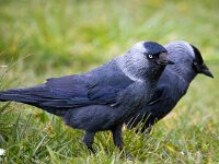 Coloeus monedula monedula 102, Noordse kauw, Saxifraga-Bart Vastenhouw