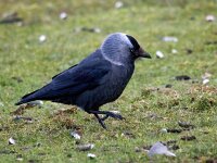Coloeus monedula monedula 94, Noordse kauw, Saxifraga-Bart Vastenhouw
