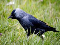 Coloeus monedula monedula 97, Noordse kauw, Saxifraga-Bart Vastenhouw