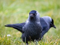 Coloeus monedula monedula 99, Noordse kauw, Saxifraga-Bart Vastenhouw