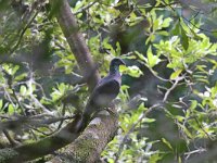 Columba bollii 2, Bolles laurierduif, Saxifraga-Henk Baptist