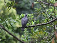 Columba bollii 3, Bolles laurierduif, Saxifraga-Henk Baptist