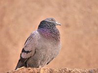 Columba livia 12, Rotsduif, Saxifraga-Tom Heijnen